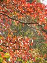 2008-10-11_Tiverton_Trustom 084